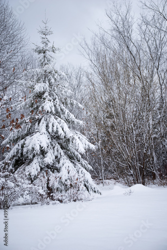 Fir tree in the snow © edcorey