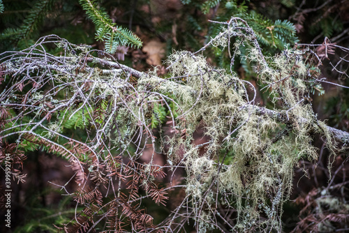 Old Man's Beard