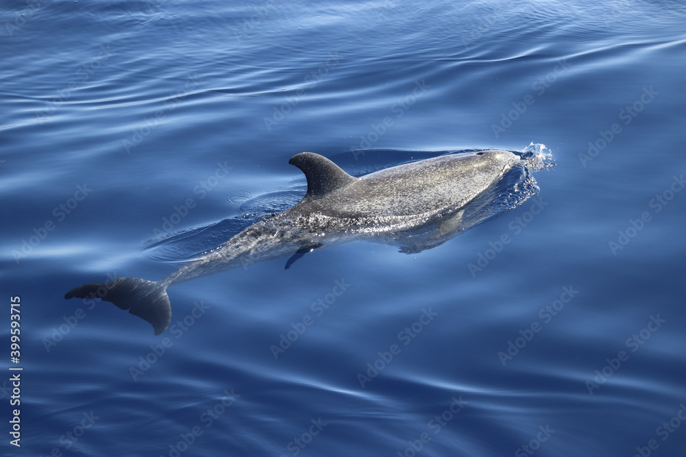 Naklejka premium Atlantic spotted dolphin (Stenella frontalis). Picture taken during a whale watching trip in the south of Tenerife, Spain