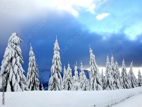 Wintry view of snowy trees on mountains in Krkonose, Czech Republic.