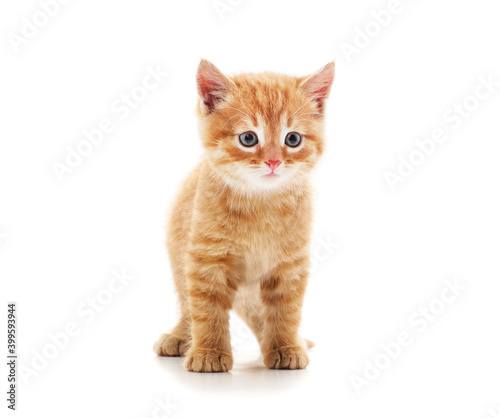 Little red kitten . © ANASTASIIA