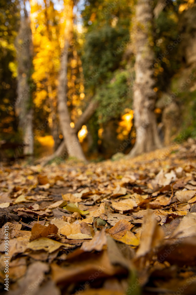 Picnic area surrounded by nature, a waterfall in the background and a bed of autumn leaves of various colors decorate the whole Picnic area surrounded by nature, a waterfall in the background and a bed of autumn leaves of various colors decorate the whole