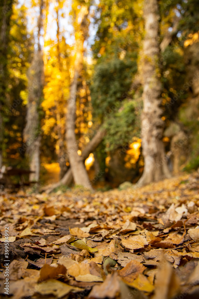 Picnic area surrounded by nature, a waterfall in the background and a bed of autumn leaves of various colors decorate the whole