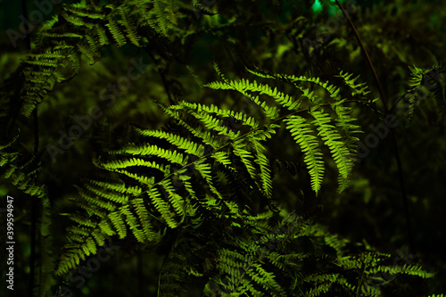 Juicy green fern leaves on dark forest background. Natural pattern of wild flora.