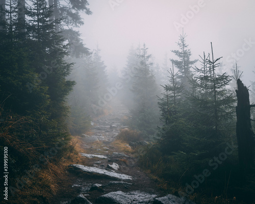 fog in the mountain forest