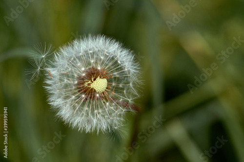 dandelion in the grass