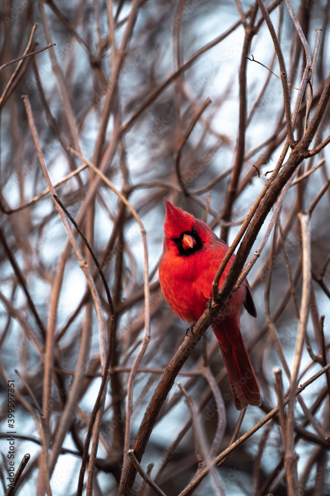 A beautiful single bright red male northern cardinal sitting perched at an angle on a tree branch with a thicket of branches blurred in bokeh beyond making an incredible wildlife or birding photograph A beautiful single bright red male northern cardinal sitting perched at an angle on a tree branch with a thicket of branches blurred in bokeh beyond making an incredible wildlife or birding photograph