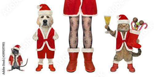 Pets in Santa Claus costumes stands at female legs for Christmas. White background. Isolated. © iridi66