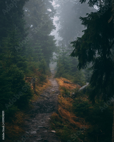 fog in the mountains