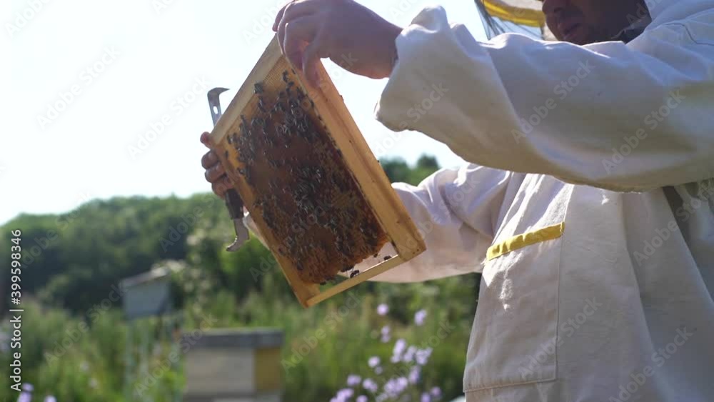 Beekeeper in protective clothing pulls out wooden frames with honeycomb honey full of bees to control situation in bee colony. Apiarist working with bees and beehives on apiary in summer sunny day Beekeeper in protective clothing pulls out wooden frames with honeycomb honey full of bees to control situation in bee colony. Apiarist working with bees and beehives on apiary in summer sunny day