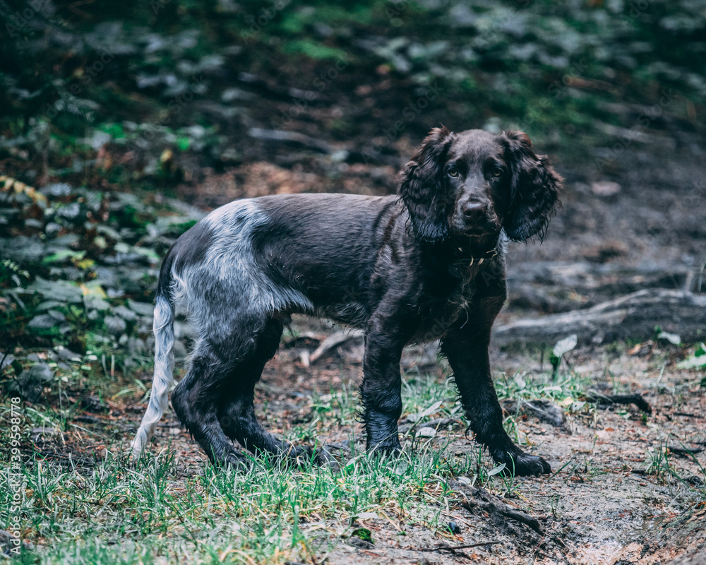 german spaniel german spaniel