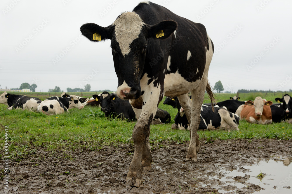 Fototapeta premium Krowa na pastwisku