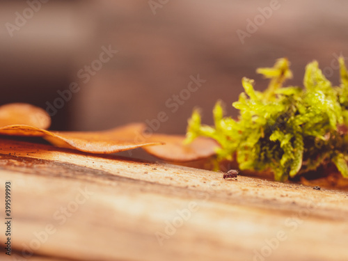 Collembole - Springtail - Dicyrtomina saundersi - collembola - petit animal vivant dans le sol des forêts durant l'automne photo
