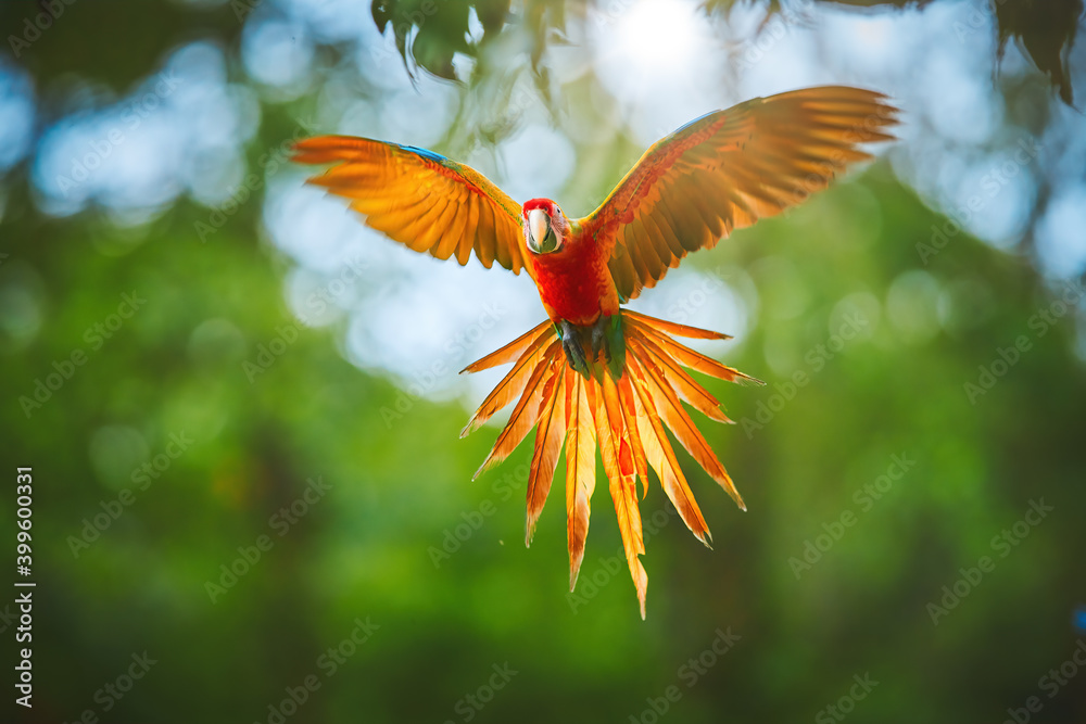 Φωτογραφία Colorful, natural hybrid form Ara macao x Ara ambigua, rare parrot, flying directly at camera with outstretched  wings