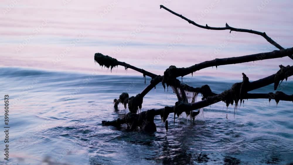 At just before sunrise, the calm and serene Lake Ontario waters push and pull on the plastic garbage trapped on a silhouette of a fallen tree At just before sunrise, the calm and serene Lake Ontario waters push and pull on the plastic garbage trapped on a silhouette of a fallen tree