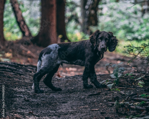 Obraz w ramie german spaniel