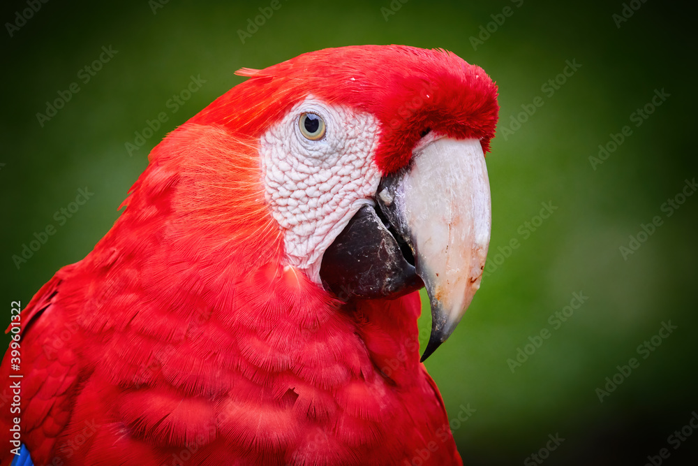 Portrait of red Ara macao, Scarlet Macaw, large colorful parrot, isolated on dark green blurred rainforest background. Wild animal, Costa Rica, Central America. Portrait of red Ara macao, Scarlet Macaw, large colorful parrot, isolated on dark green blurred rainforest background. Wild animal, Costa Rica, Central America.
