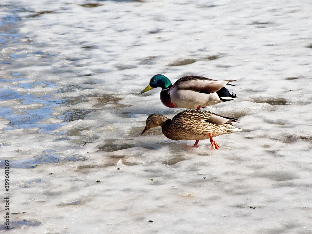 Couple mallard ducks walking on ice on a sunny winter day Couple mallard ducks walking on ice on a sunny winter day