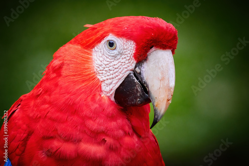 Portrait of red Ara macao, Scarlet Macaw, large colorful parrot, isolated on dark green blurred rainforest background. Wild animal, Costa Rica, Central America.