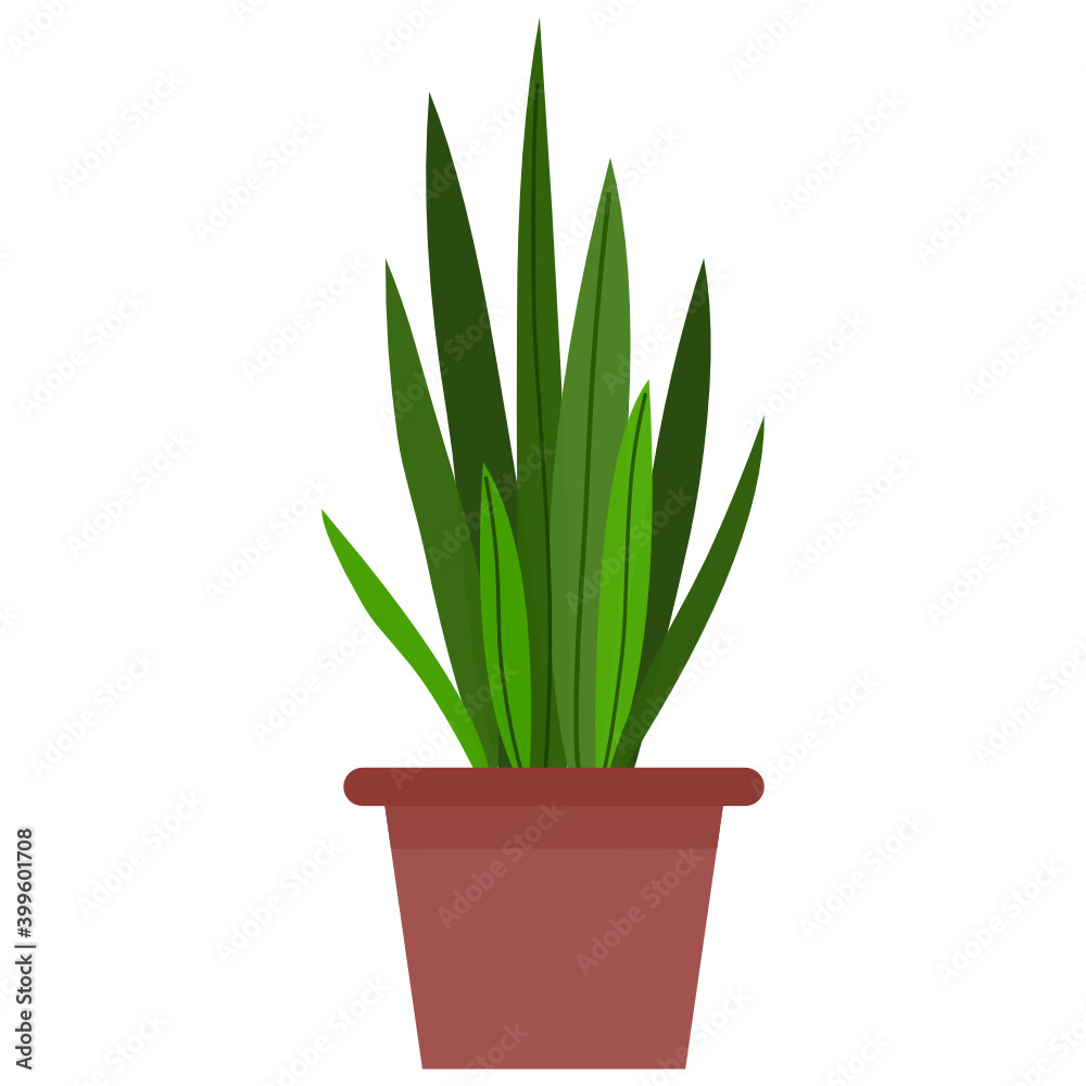 Green Plant in pot Green Plant in pot