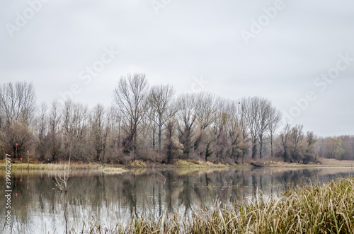 Panorama of the Danube tributary in winter with reflection of branches in the water near Novi Sad, Serbia 