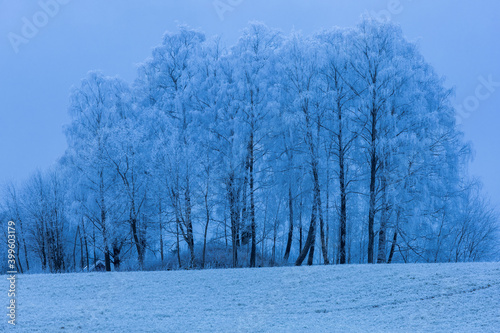 Frosty trees in the blue hour.