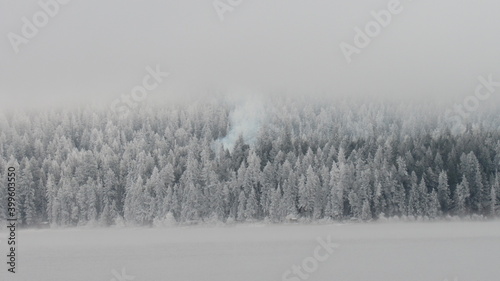 Scenic winter landscape with snow covered pine trees and low lying fog