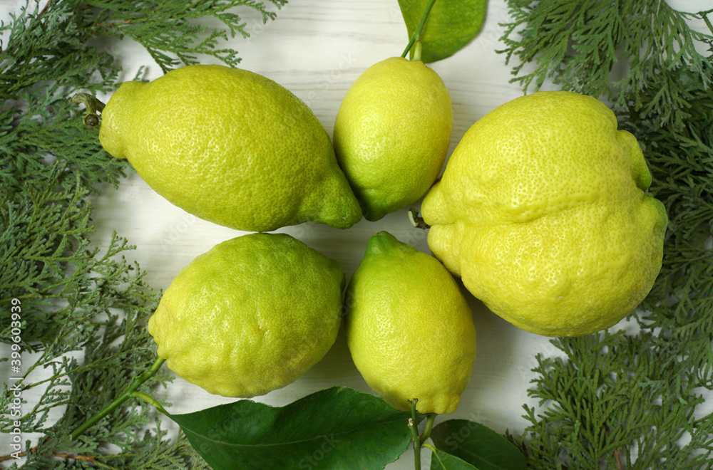 fresh lemons on a white background with pine branches