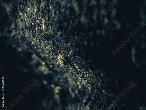 Collembole - Springtail - Dicyrtomina saundersi - collembola - petit animal vivant dans le sol des forêts photo