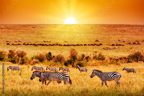 Zebra group with amazing sunset in african savannah. Serengeti National Park  Tanzania. Wild nature african landscape and safari concept