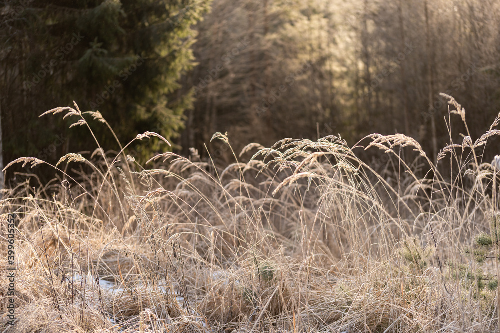 Fototapeta premium Grayish and reed plant on early winter and fir trees on background. Wild grass.