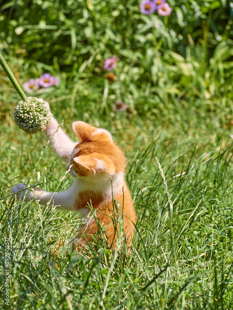 Kitten playing in the grass.