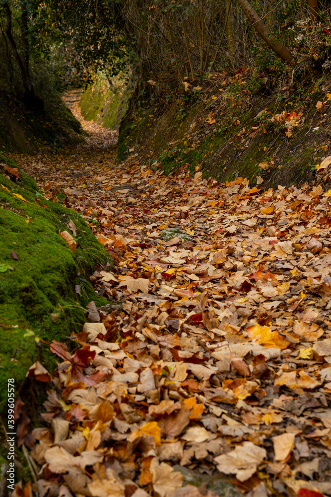 Path in an autumnal wood covered with orange, red and yellow leaves. towards inner peace Path in an autumnal wood covered with orange, red and yellow leaves. towards inner peace