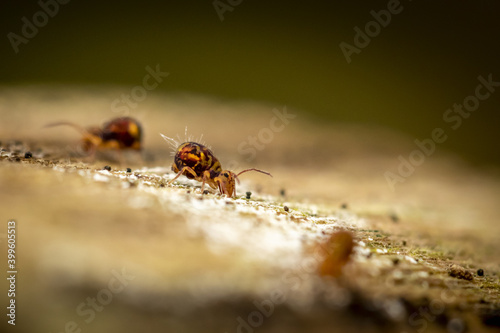 Collembole - Springtail - Dicyrtomina saundersi - collembola - petit animal vivant dans le sol des forêts photo