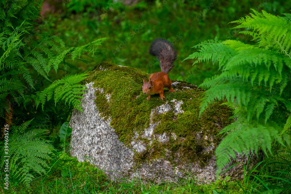 A red squirrel (Sciurus vulgaris) also called European red squirrel sitting on a stone in a city park. Squirrel looking for the food. Selective focus. 