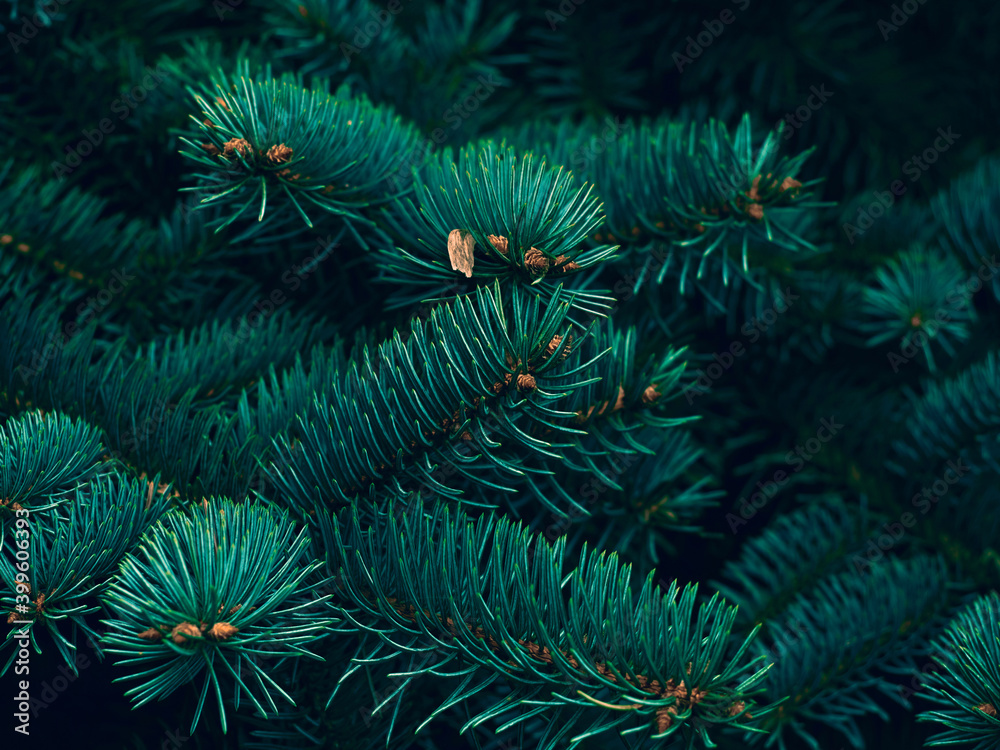 Background of Christmas tree branches.