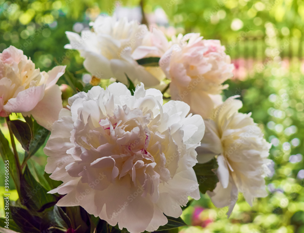 Bouquet of peonies in a vase on a windowsill.