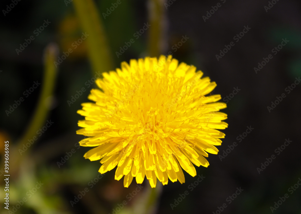 yellow dandelion flower yellow dandelion flower