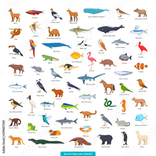 Animals of South America Collection