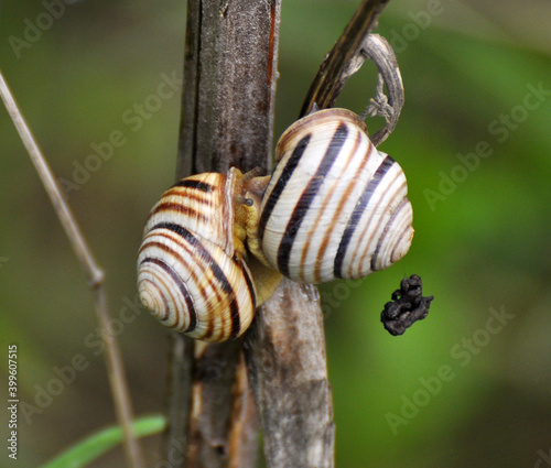 Snail in the wild