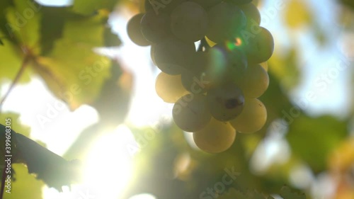Green grape vines in vineyard at sunrise in Italy. Natural background.