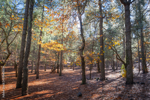 forest park with yellow-leaved trees and pine trees in autumn