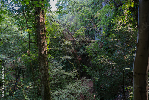 View into an overgrown ravine in a forest.