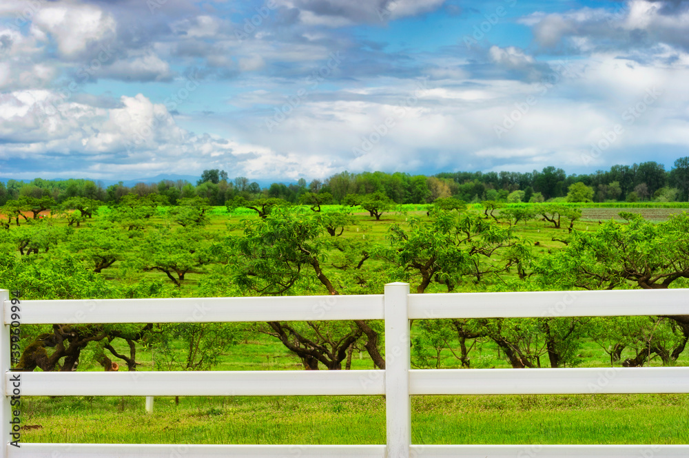 White Fence borders a orchard under cloudy skies White Fence borders a orchard under cloudy skies