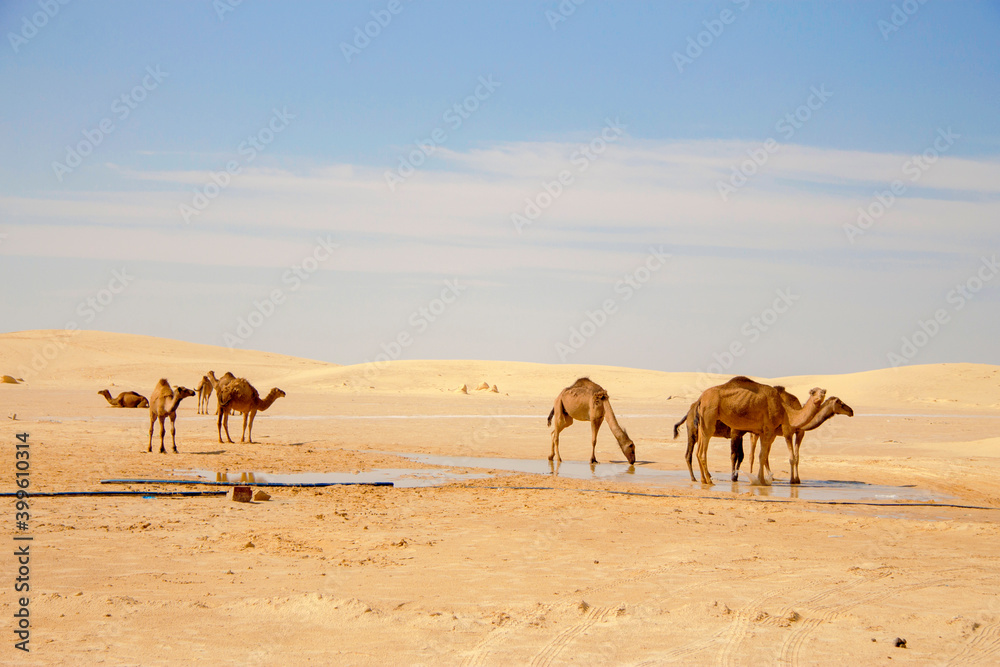 Camels in Sahara desert drink water from puddle Camels in Sahara desert drink water from puddle