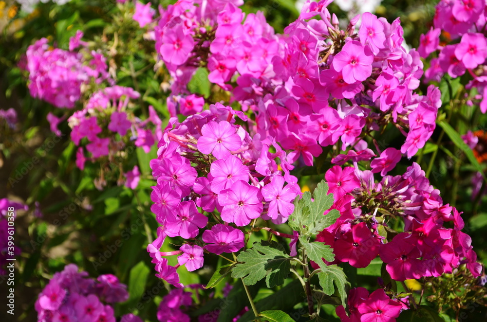 Phlox paniculata, fall phlox, garden phlox perennial phlox Phlox paniculata, fall phlox, garden phlox perennial phlox