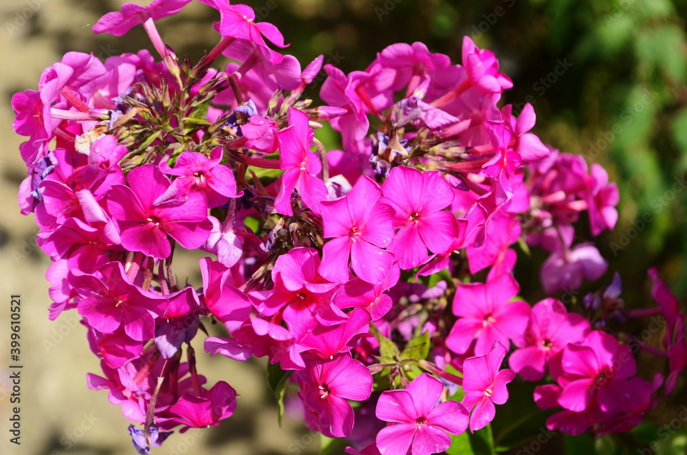 Phlox paniculata, fall phlox, garden phlox perennial phlox Phlox paniculata, fall phlox, garden phlox perennial phlox