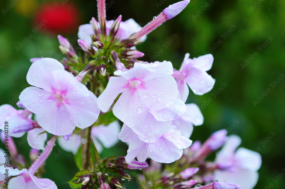 Phlox paniculata, fall phlox, garden phlox perennial phlox Stock Photo