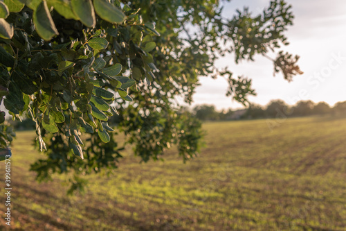 Carob trees in a field on the island of Mallorca