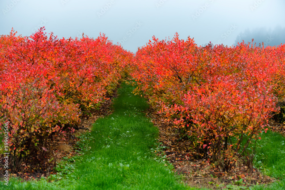 Naklejka premium Autumn Leaves on Blueberry Bushes